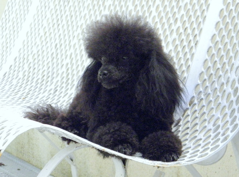 G'bagheera du clos des houx