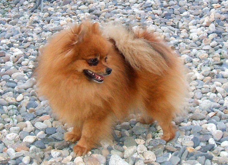 Babouchka (Sans Affixe)
