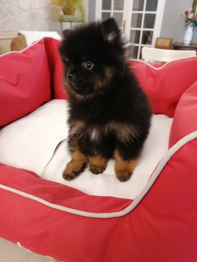 du clos u'delilah - Chiots spitz allemands disponibles 