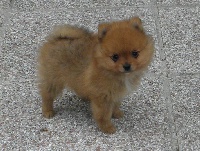 CHIOT