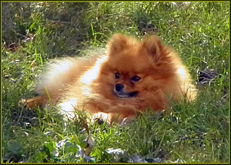 Chiot Spitz allemand du clos u'delilah